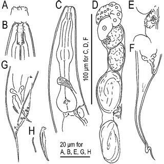 baise hermaphrodite